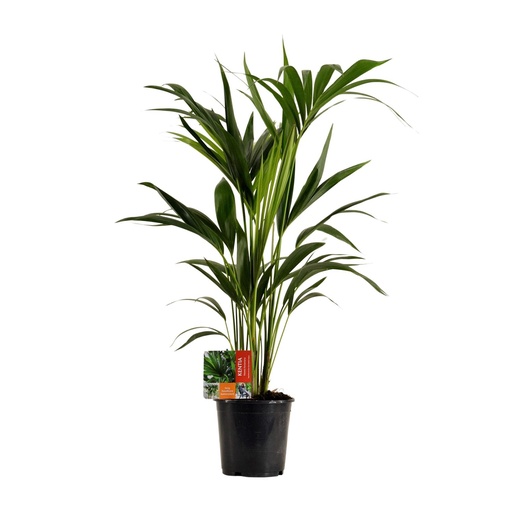 "Howea Forsteriana - Ø19cm - ↕100cm image"
