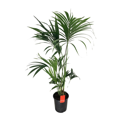 "Howea Forsteriana - Ø24cm - ↕130cm image"