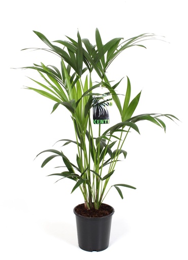 "Kentiapalme (Howea forsteriana) – pflegeleichte Zimmerpflanze, Topf-Ø 19 cm, Höhe ca. 80 cm image"
