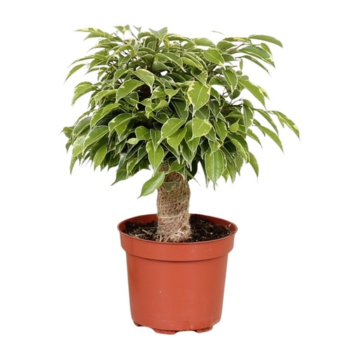 "Ficus Benjamina Kinky - Ø12cm - ↕28cm image"