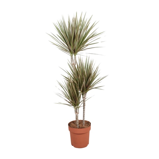 "Dracaena Bicolor - Ø21cm - ↕120cm image"