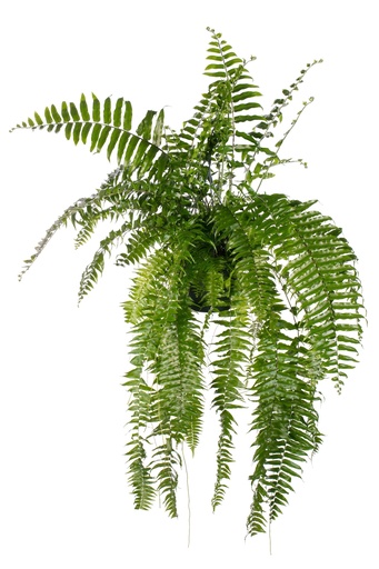 "Schwertfarn (Nephrolepis exaltata) – pflegeleichte Zimmerpflanze, Topf-Ø 20 cm, Höhe ca. 100 cm image"