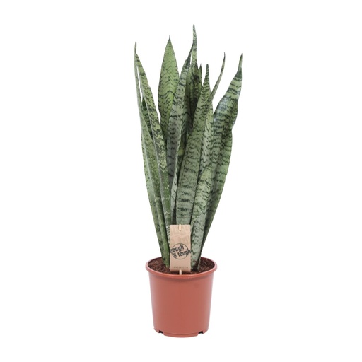 "Sansevieria Zeylanica - Ø17cm - ↕60cm image"