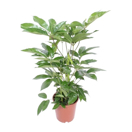 "Strahlenaralie (Schefflera actinophylla) – pflegeleichte Zimmerpflanze, Topf-Ø 24 cm, Höhe ca. 100 cm image"