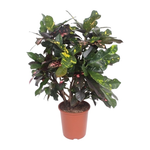 "Wunderstrauch (Codiaeum variegatum) – pflegeleichte Zimmerpflanze, Topf-Ø 27 cm, Höhe ca. 110 cm image"