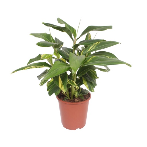 "Alpinia Zerumbet Variegata - Ø27cm - ↕80cm image"