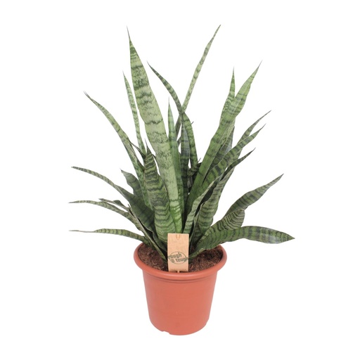 "Sansevieria Diamant Grün - Ø25cm - ↕80cm image"
