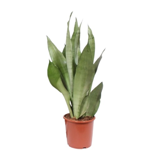 "Bogenhanf (Sansevieria trifasciata) – pflegeleichte Zimmerpflanze, Topf-Ø 17 cm, Höhe ca. 60 cm image"