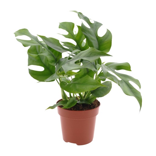 "Monstera Minima - Ø12cm - ↕25cm image"