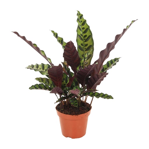 "Calathea Insignis - Ø12cm - ↕30cm image"