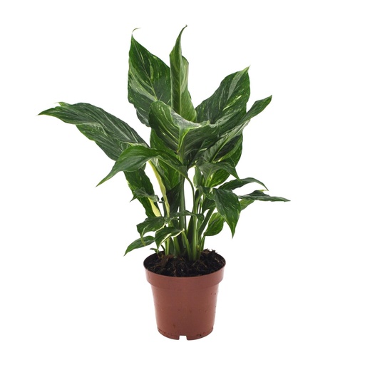 "Spathiphyllum Diamant - Ø12cm - ↕40cm image"