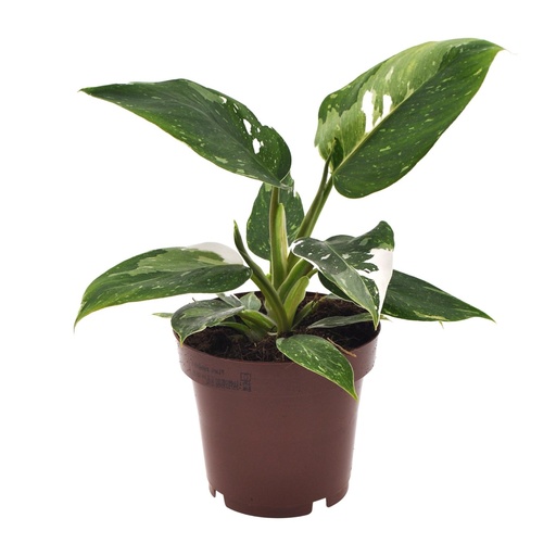 "Philodendron Weiße Prinzessin - Ø12cm - ↕25cm image"