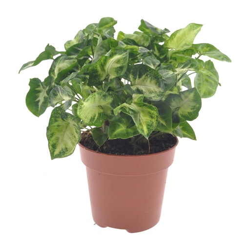"Syngonium Pixie - Ø12cm - ↕20cm image"