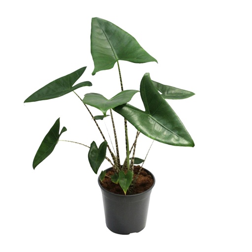 "Alocasia Zebrina - Ø21cm - ↕80cm image"
