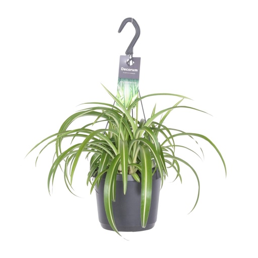 "Grünlilie (Chlorophytum comosum) – pflegeleichte Zimmerpflanze, Topf-Ø 17 cm, Höhe ca. 35 cm image"