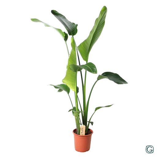 "Baumstrelitzie 'Nicolai' (Strelitzia nicolai) – pflegeleichte Zimmerpflanze, Topf-Ø 21 cm, Höhe ca. 100 cm image"