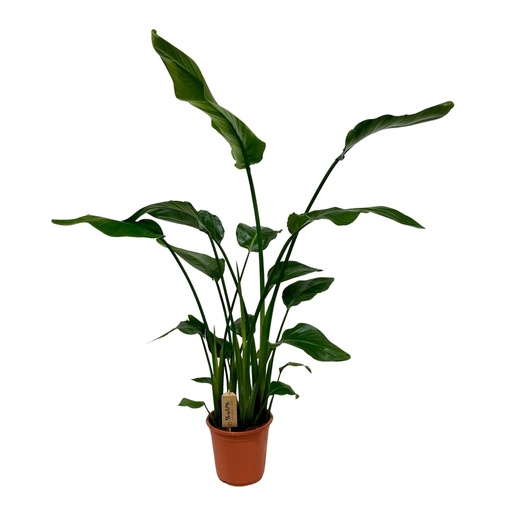 "Baumstrelitzie 'Nicolai' (Strelitzia nicolai) – pflegeleichte Zimmerpflanze, Topf-Ø 21 cm, Höhe ca. 120 cm image"