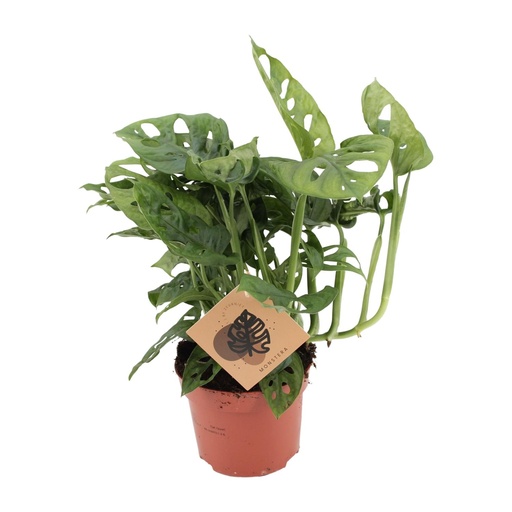 "Monstera Affe - Ø12cm - ↕30cm image"