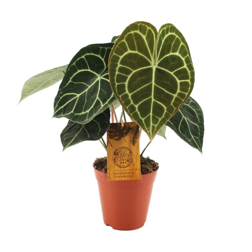"Anthurium Clarinervium - Ø15cm - ↕25cm image"
