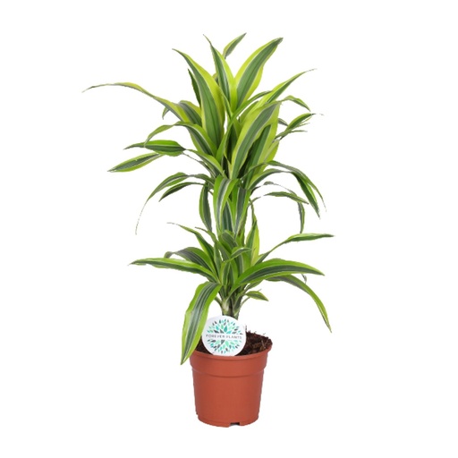 "Dracaena Zitrone Limette - Ø17cm - ↕65cm image"