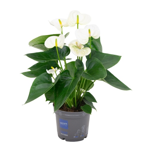 "Anthurium Weiß - Ø12cm - ↕43cm image"