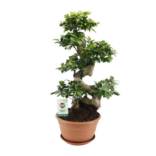 "Ginseng-Feige (Ficus ginseng) – pflegeleichte Zimmerpflanze, Topf-Ø 27 cm, Höhe ca. 70 cm image"