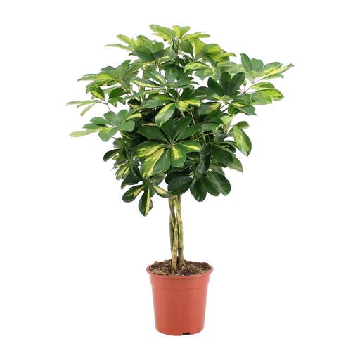 "Strahlenaralie (Schefflera arboricola) – pflegeleichte Zimmerpflanze, Topf-Ø 19 cm, Höhe ca. 75 cm image"