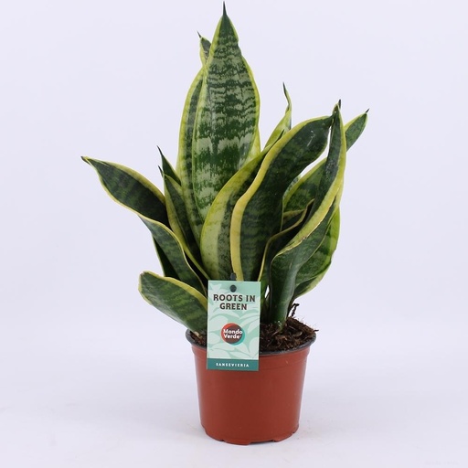 "Sansevieria Futura Superba - Ø12cm - ↕35cm image"