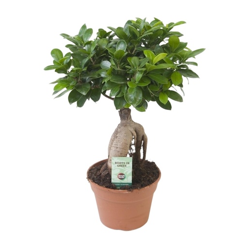 "Ficus Ginseng - Ø17cm - ↕40cm image"