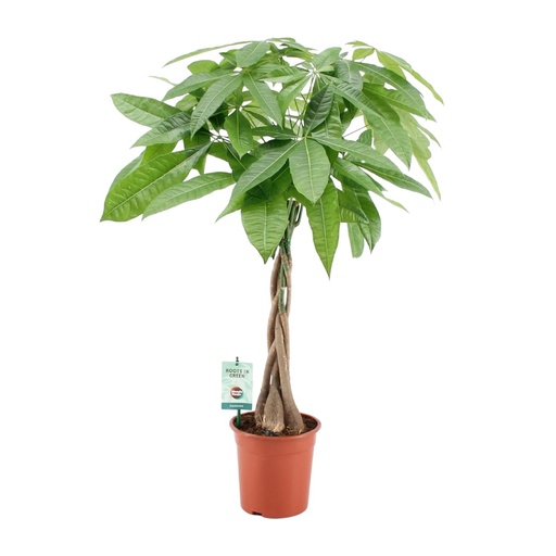 "Pachira Aquatica - Ø19cm - ↕80cm image"