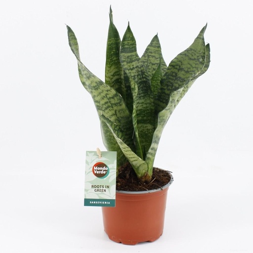 "Sansevieria Schwarze Koralle - Ø12cm - ↕35cm image"