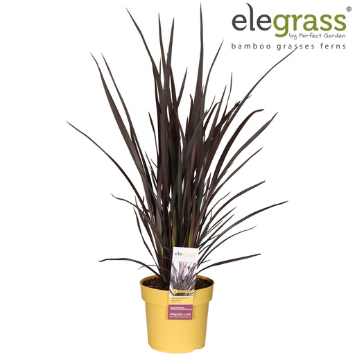 "Phormium Rubra Nana - Ø19cm - ↕70cm image"