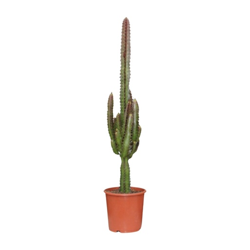 "Dreikantige Wolfsmilch (Euphorbia trigona) – pflegeleichte Zimmerpflanze, Topf-Ø 17 cm, Höhe ca. 70 cm image"