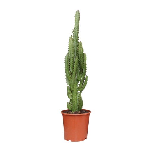 "Euphorbia Trigona - Ø17cm - ↕70cm image"
