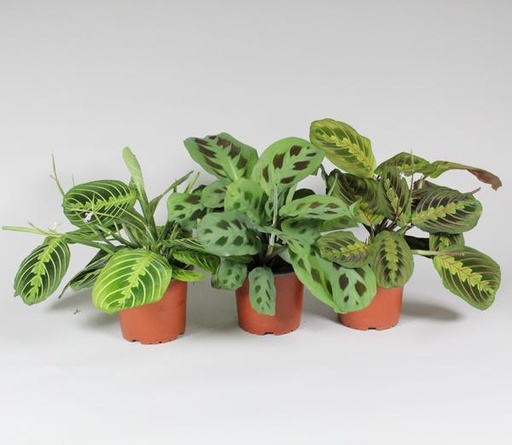 "Maranta Leuconeura 'Fascinator' Mix 3 Sorten - P12cm - H30cm image"