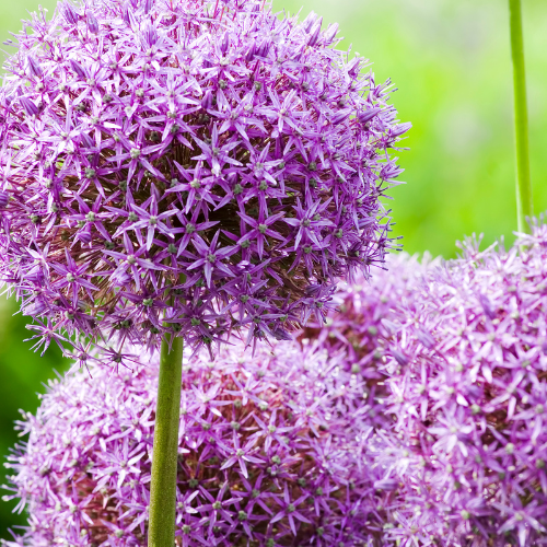 "Zierlauch 'Globemaster' (Allium giganteum) – Zierlauch-Zwiebeln, 5 Zwiebeln image"