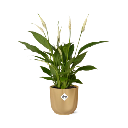 "Spathiphyllum 12 Cm Torelli  in ELHO Vibes Fold 14cm geel image"