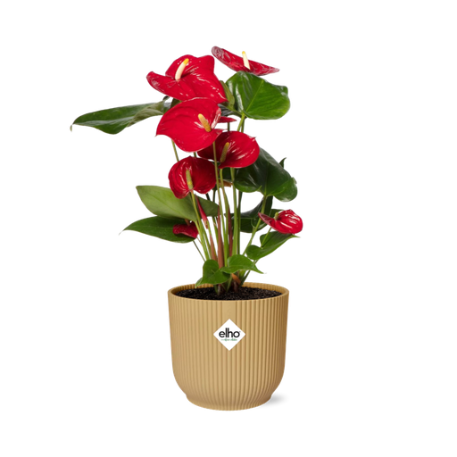 "Anthurium Red 12cm in ELHO Vibes Fold 14cm geel image"