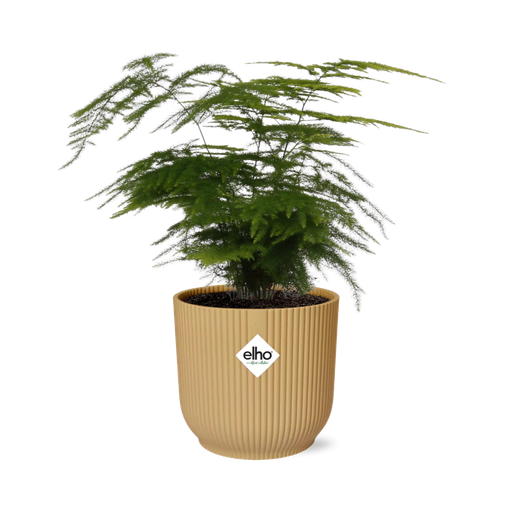"Asparagus Setaceus ‘Plumosus’ in ELHO Vibes Fold 14cm gelb image"