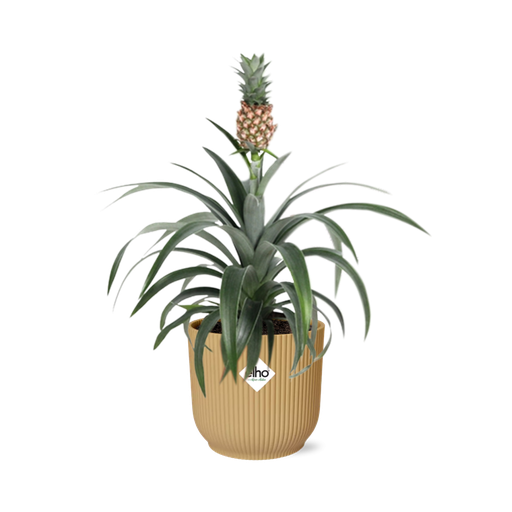 "Ananas Mein Freund in ELHO Vibes Fold 14cm gelb image"