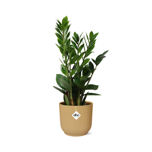 "Zamioculcas – Höhe 45-50 in ELHO Vibes Fold 14cm gelb image"