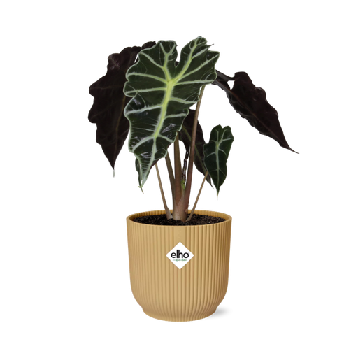"Alocasia ‘Polly’ in ELHO Vibes Fold 14cm gelb image"