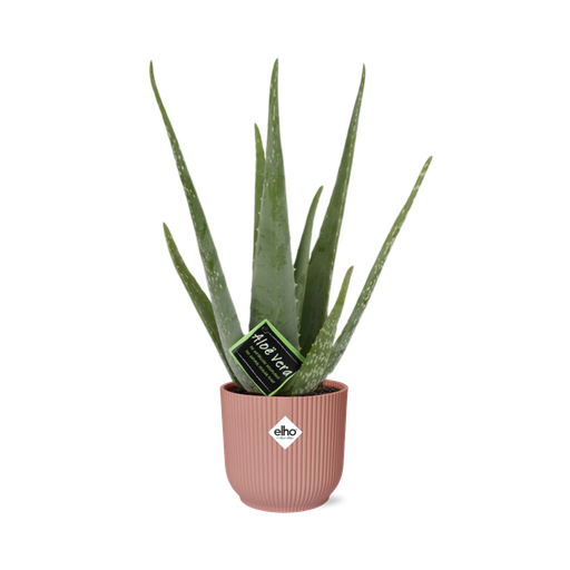 "Aloe Vera 12cm in ELHO Vibes Fold 14cm rosa image"