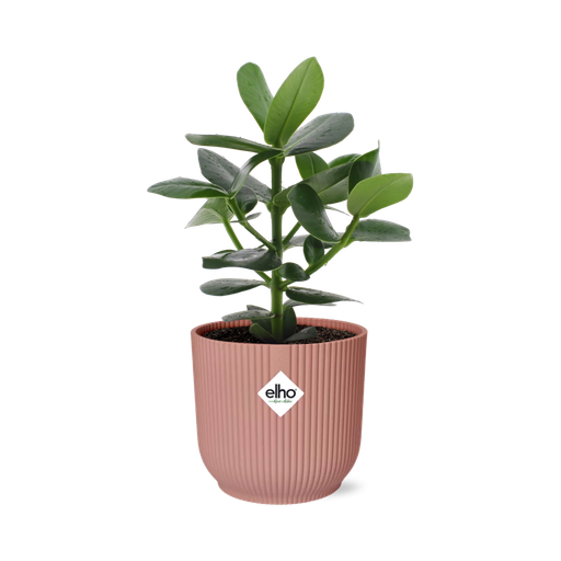 "Clusia Princess in ELHO Vibes Fold 14cm rosa image"