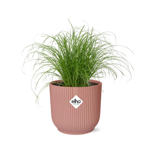 "Cyperus Alternifolius Zumula in ELHO Vibes Fold 14cm roze image"