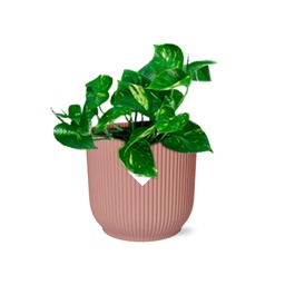 Efeutute 'Aureum' (Epipremnum pinnatum) – pflegeleichte Zimmerpflanze, im rosa Ü