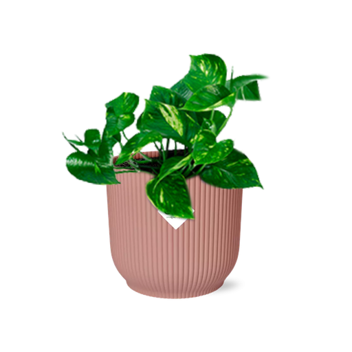 "Epipremnum Pinnatum ‘Aureum’ in ELHO Vibes Fold 14cm rosa image"