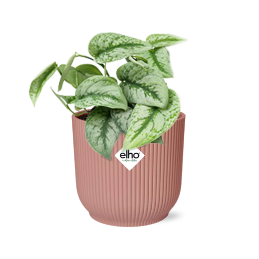 "Satinpothos (Scindapsus pictus) – pflegeleichte Zimmerpflanze, Höhe ca. 14 cm image"