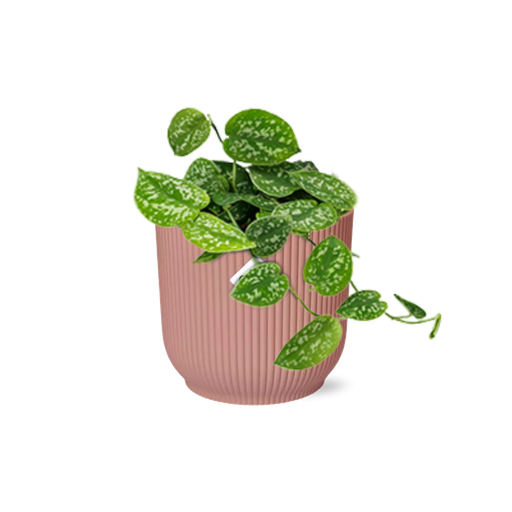 "Scindapsus Pictus ‘Argyraeus’ in ELHO Vibes Fold 14cm roze image"