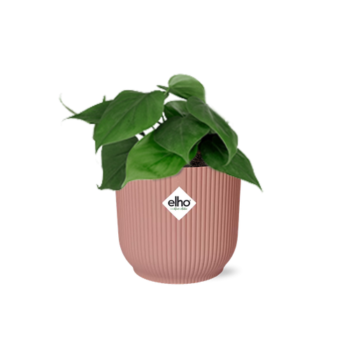 "Philodendron Scandens in ELHO Vibes Fold 14cm roze image"